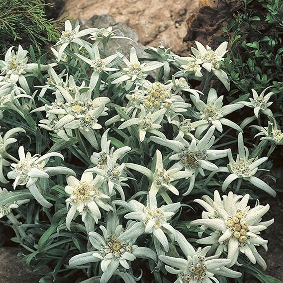Edelweiss Plants Growing in Containers