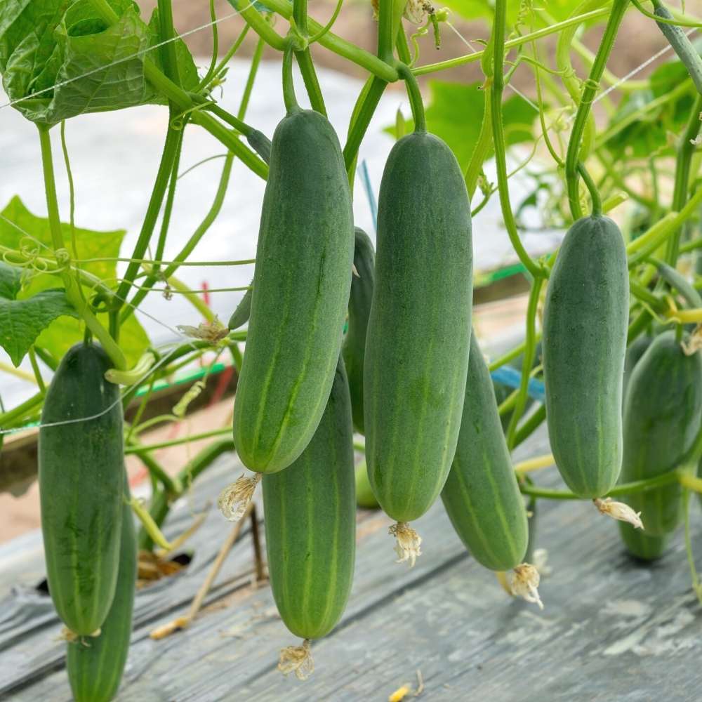 Cucumber seeds for container and patio gardening