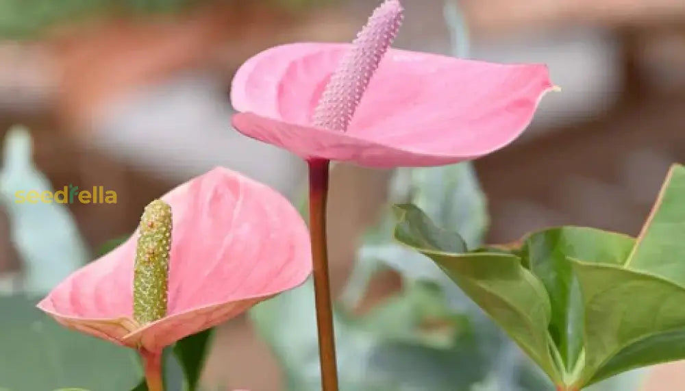 Container grown pale pink anthurium plants from seeds