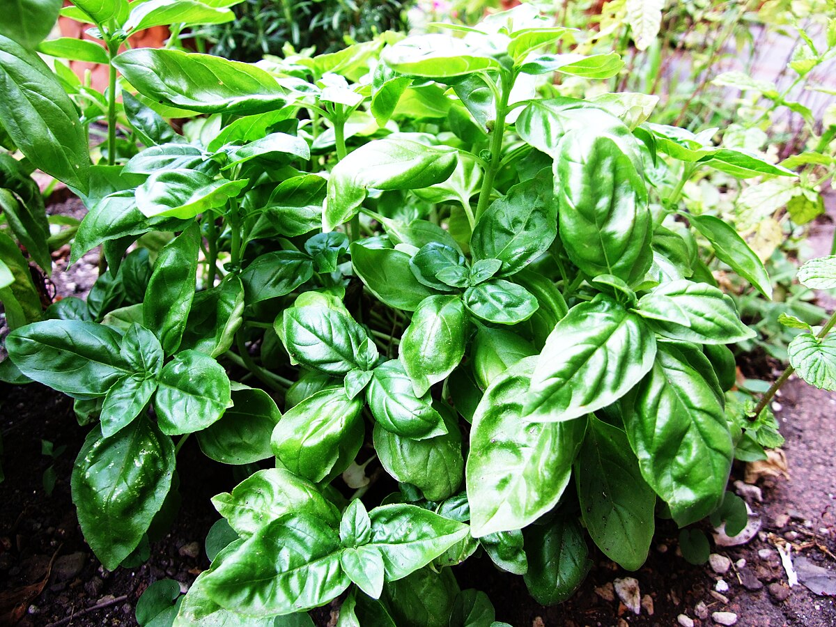 Container-grown Basil herb plant for home garden