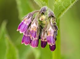 Container-grown Comfrey plant for home garden