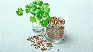 Container-grown Coriander herb plant
