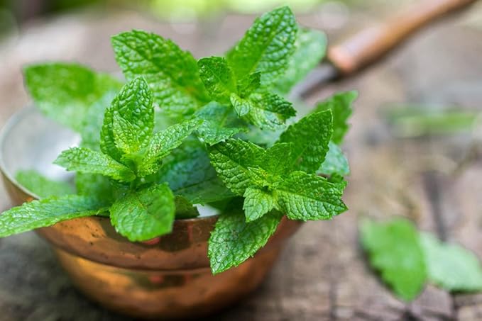 Mint plant grown in container for home garden