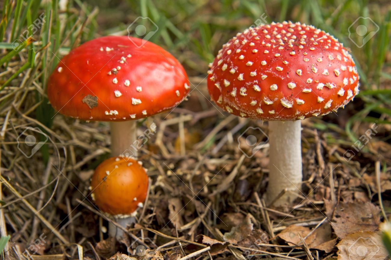 Container-grown red and white mushrooms from seeds