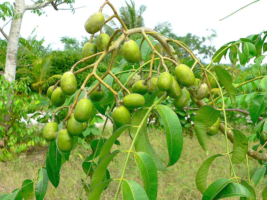 Container-grown Spondias tree in backyard garden