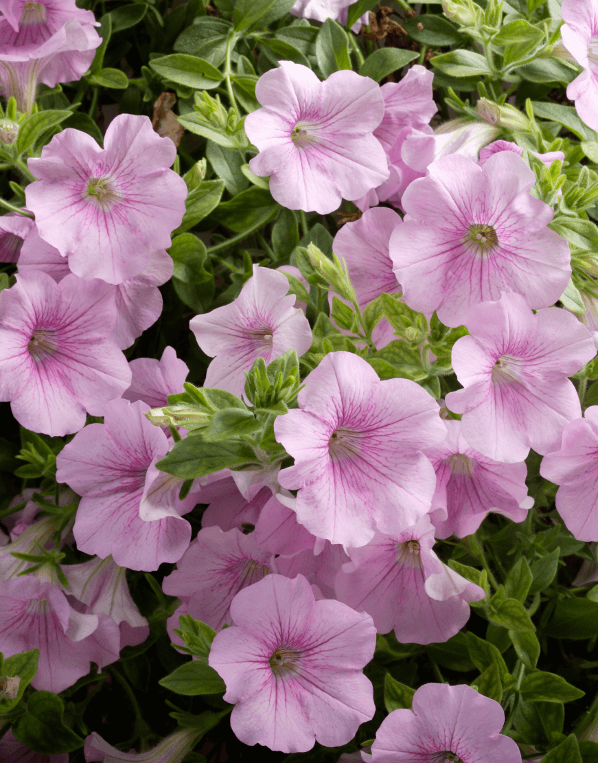 Light Pink Petunia Flowers in Pots
