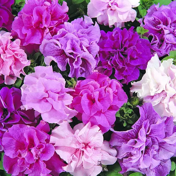 Light Purple Double Petunia Flowers in Pots