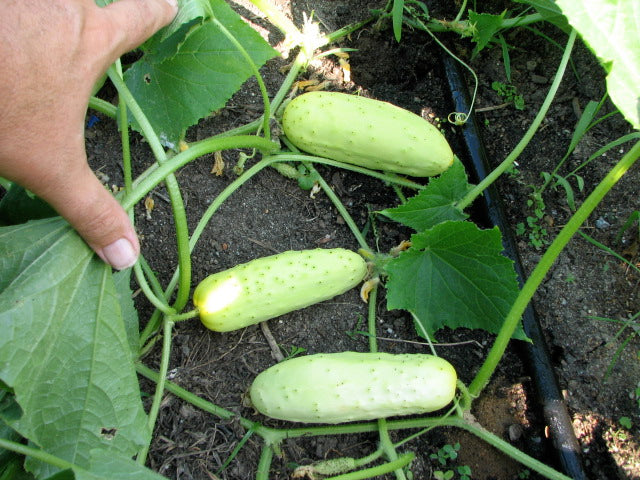 Mini White cucumber seeds for container gardening