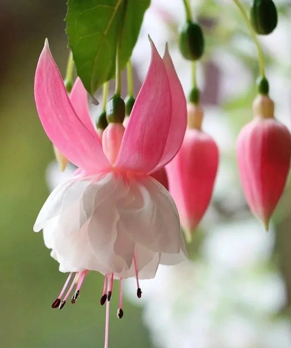 Fuchsia Flower Seeds For Planting Pink Blooms - Perfect A Vibrant Garden