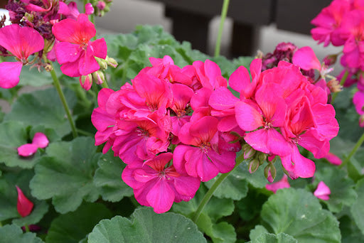 Pink Geranium Flowers in Pots