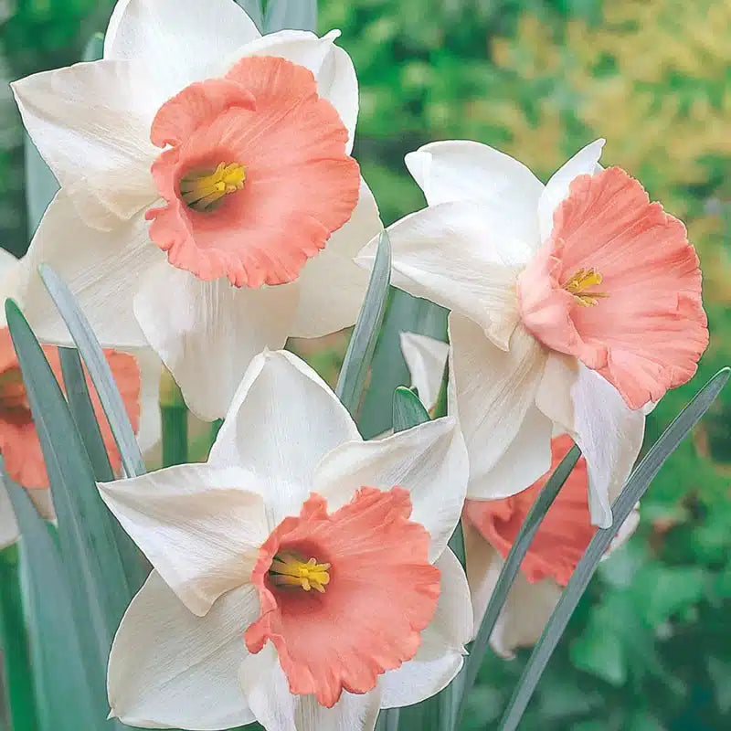 Pink & White Daffodil Flowers in Pots