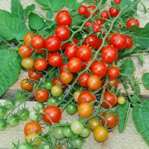 Compact tomato seeds for containers