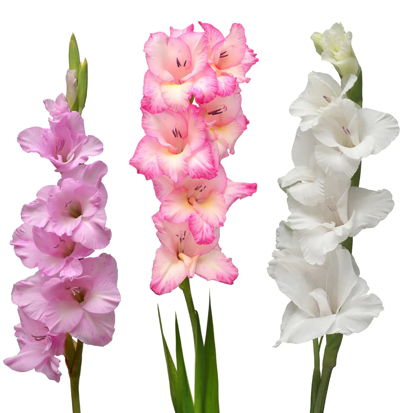 White & Pink Gladiolus Flowers in Pots