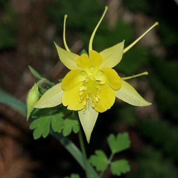 Yellow Aquilegia Plants in Containers and Pots