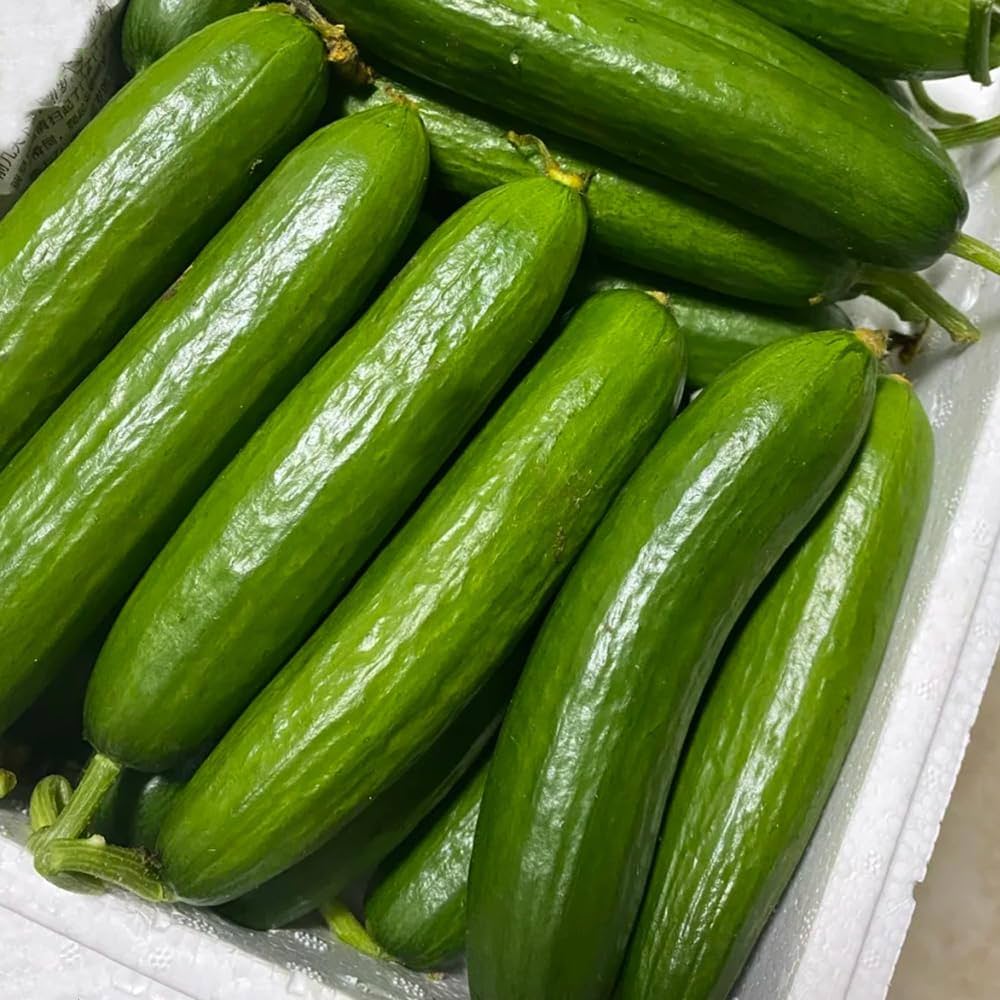 Continuous harvest cucumber plants grown from SMR58 seeds