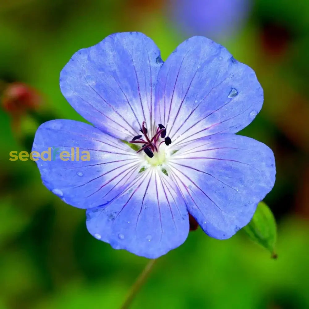 Cool-Climate Blue Geranium Flower Seeds For Easy Planting