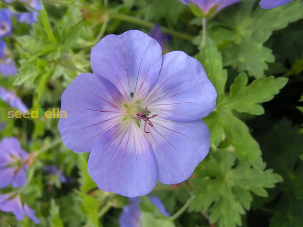 Cool-Climate Blue Geranium Flower Seeds For Easy Planting