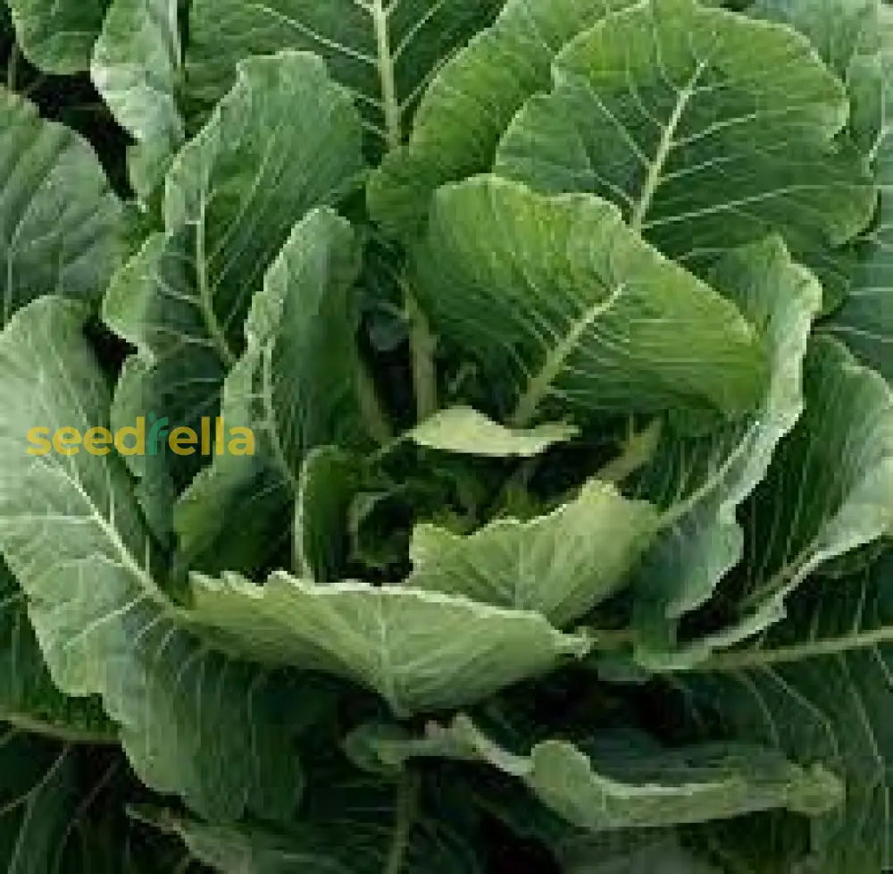 Cool season collard greens seeds