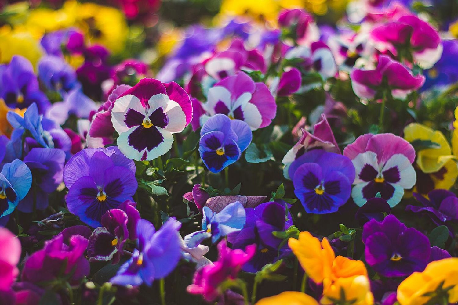 Cool Weather Pansy Flowers Blooming