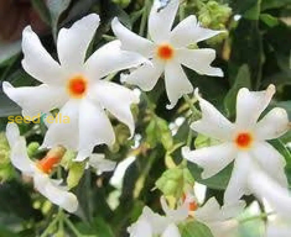 Coral Jasmine Flower Planting Seeds For Vibrant Garden Blooms