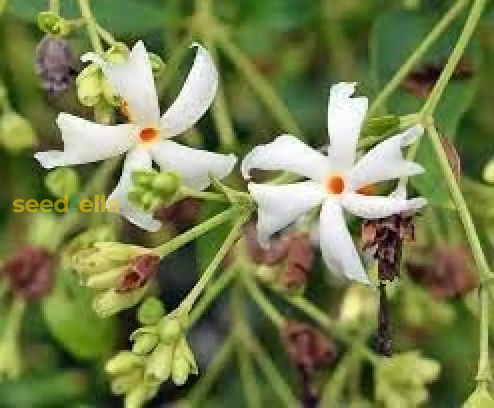 Coral Jasmine Flower Planting Seeds For Vibrant Garden Blooms