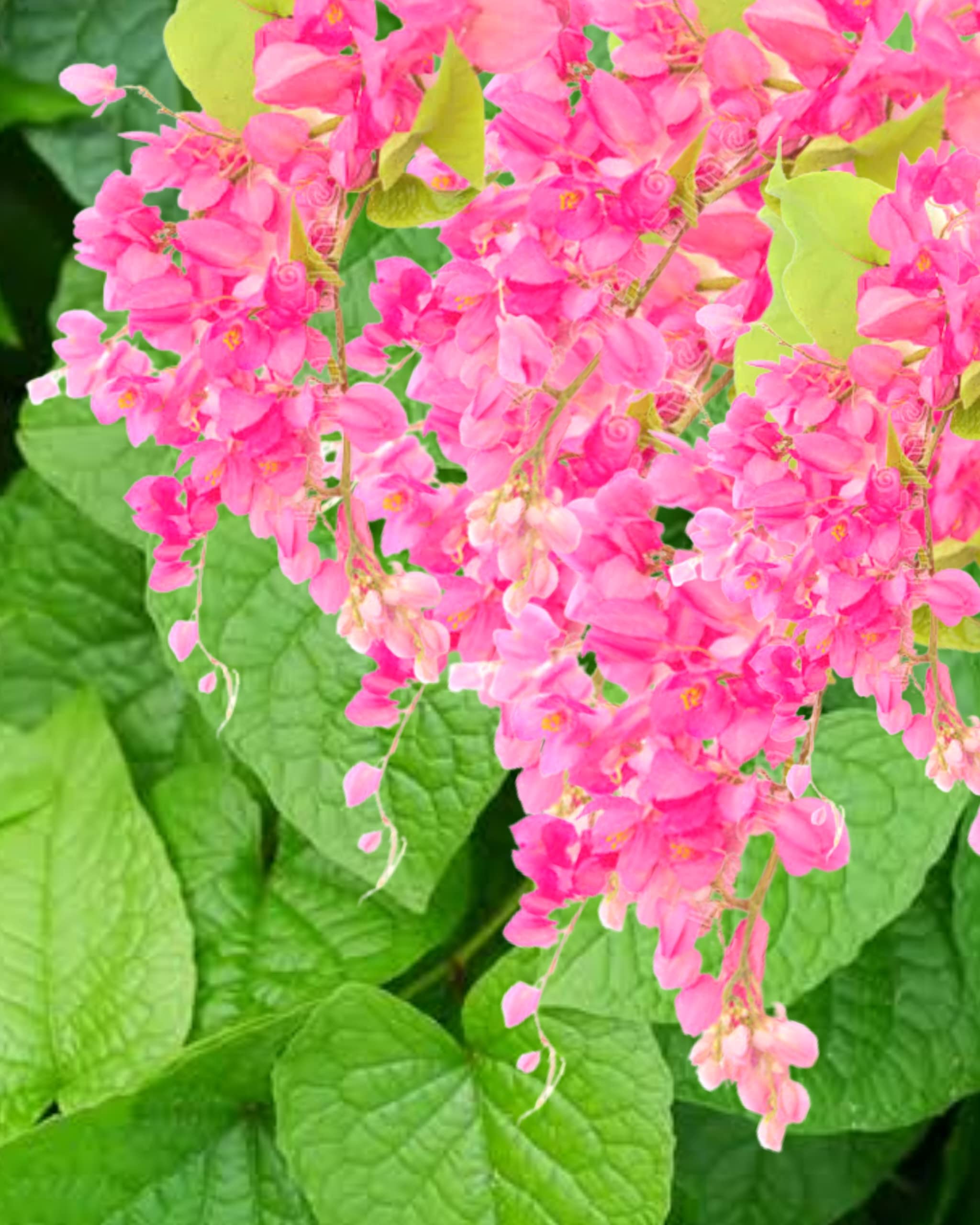 Coral Vine (Antigonon) flowers in bloom
