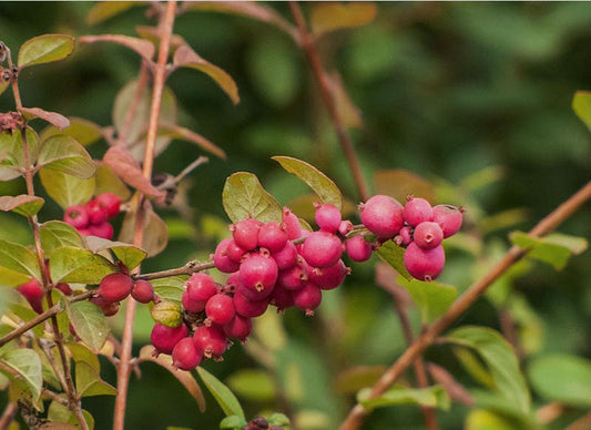 Coralberry (Symphoricarpos orbiculatus) shrub seeds for planting