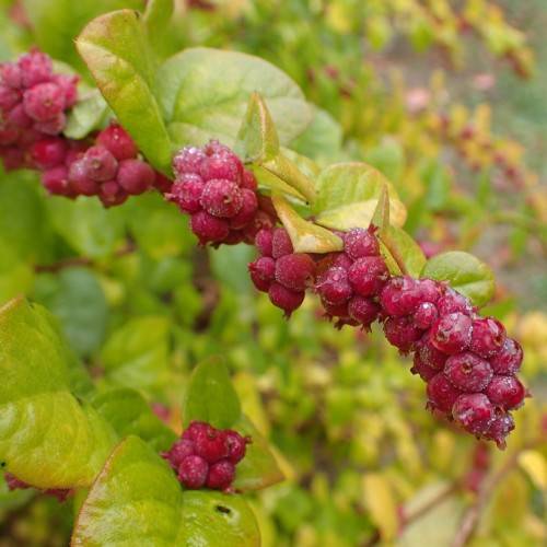 Coralberry shrub growing in a native wildlife garden
