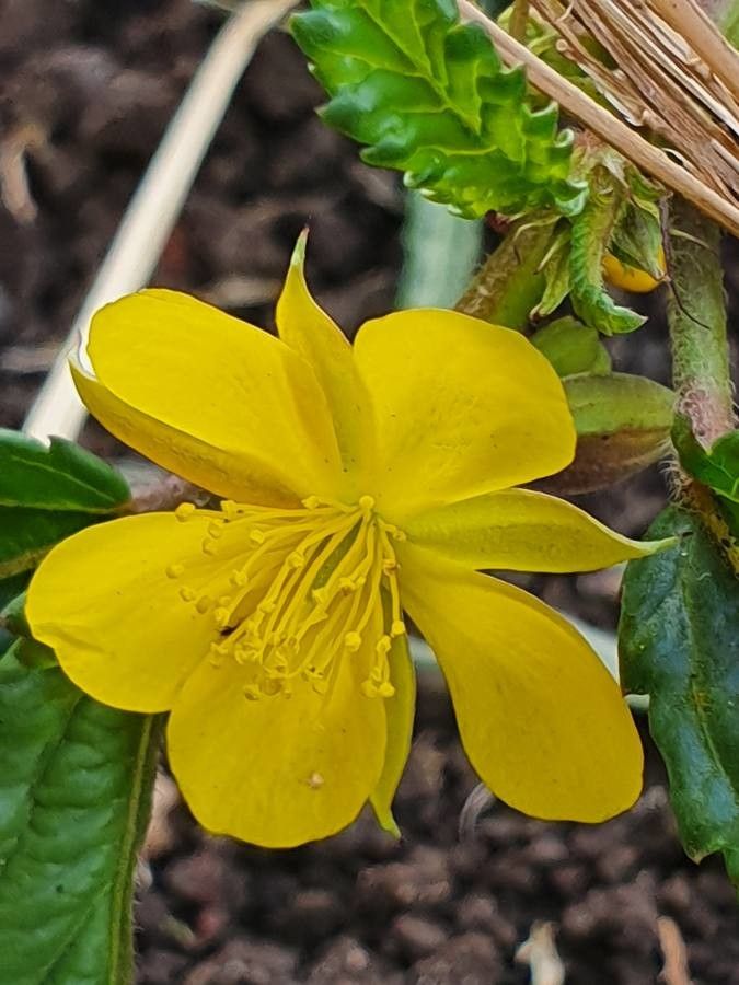 Corchorus flower seeds for vibrant garden blooms
