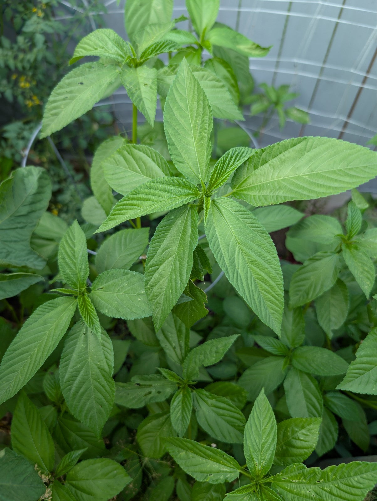 Corchorus Olitorius seeds planting guide for gardeners