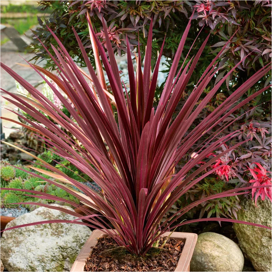 Cordyline Australis Flower seeds for Planting Fragrant Blossoms Heirloom & GMO Free Seeds for Home Garden 
 
 Sale seeds for home garden planting