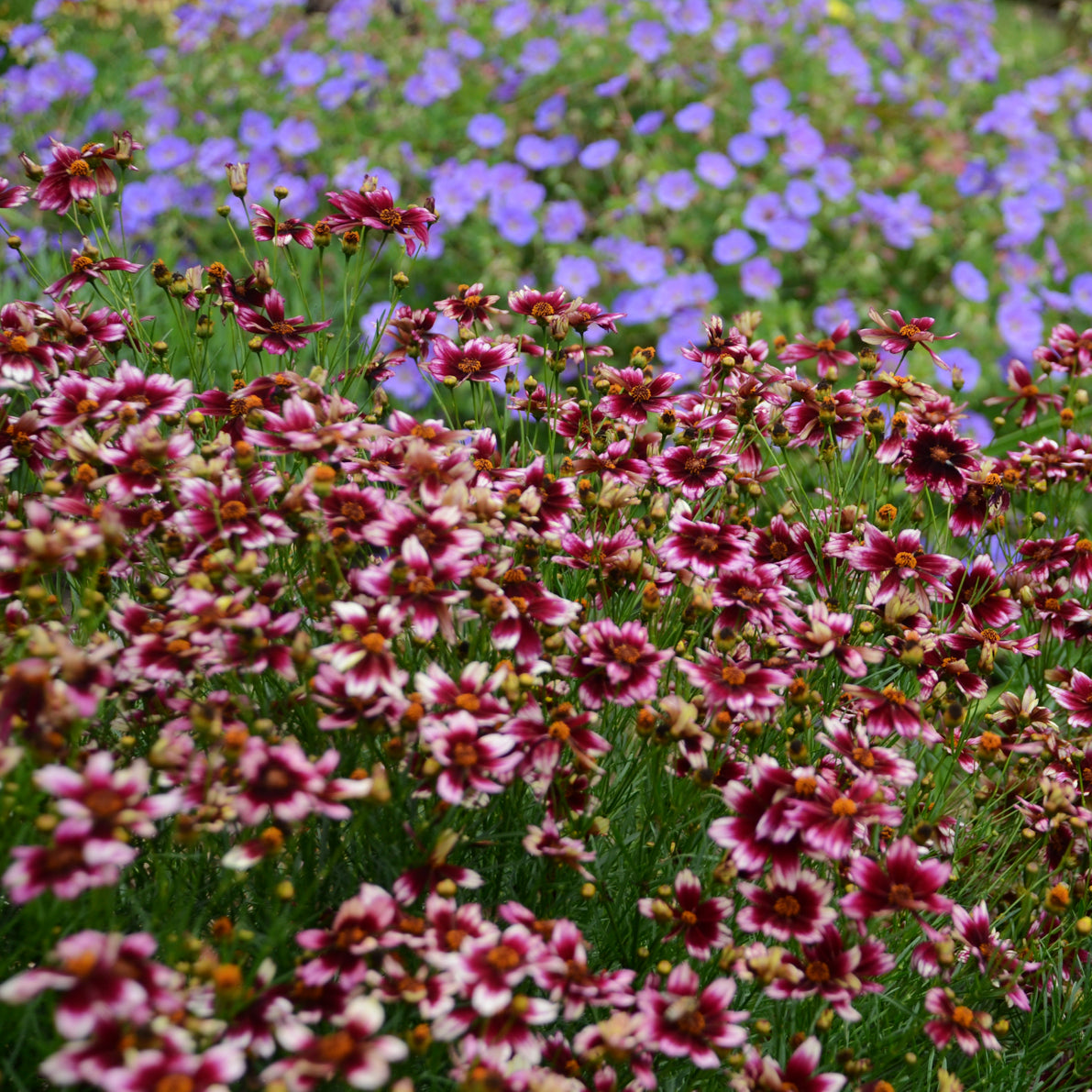 Coreopsis Seeds: Berry Chiffon Planting Pack Flower Seeds