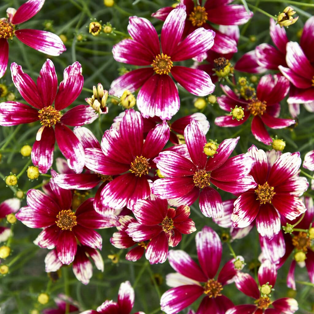 Coreopsis Berry Chiffon Flower Seeds for Planting