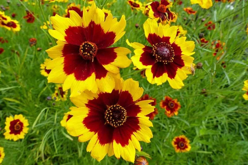 Coreopsis Bicolor Garden Flower Seeds – Red Yellow Daisy Blooms