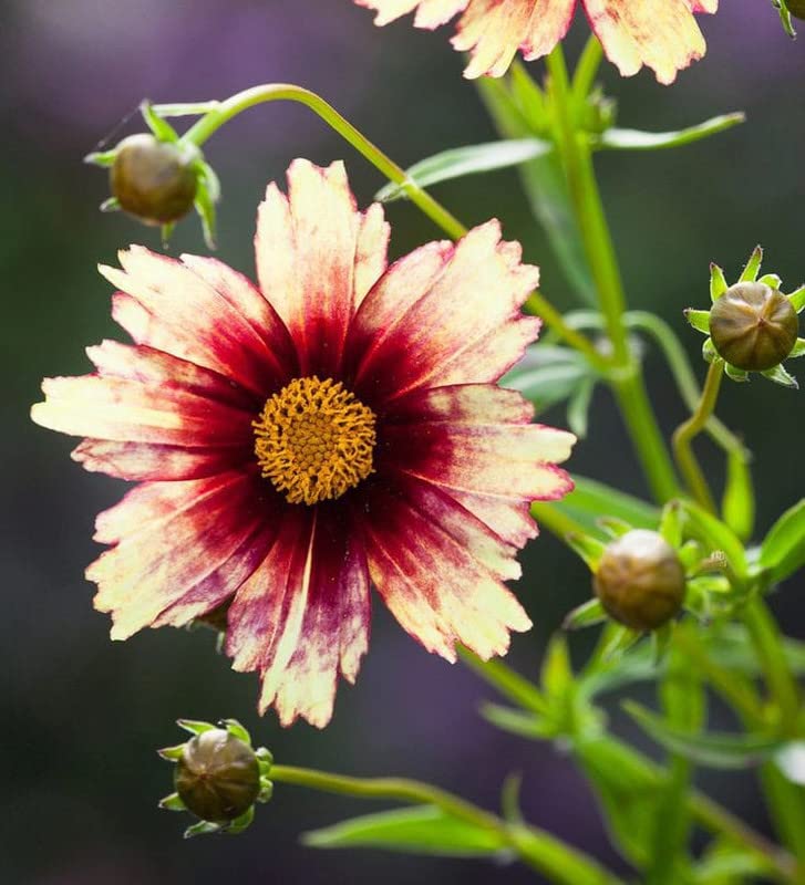 Coreopsis Berry Chiffon planted along a garden border