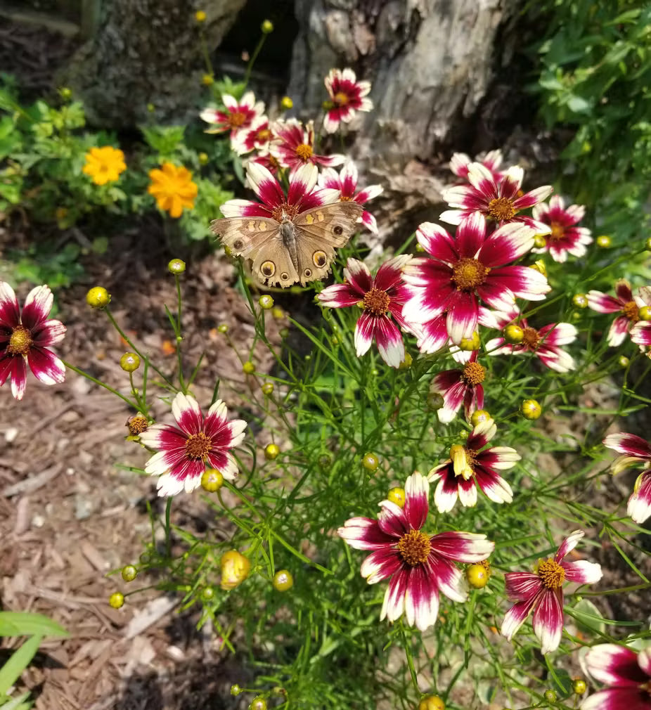 Close-up of Berry Chiffon Coreopsis pink and white flowers