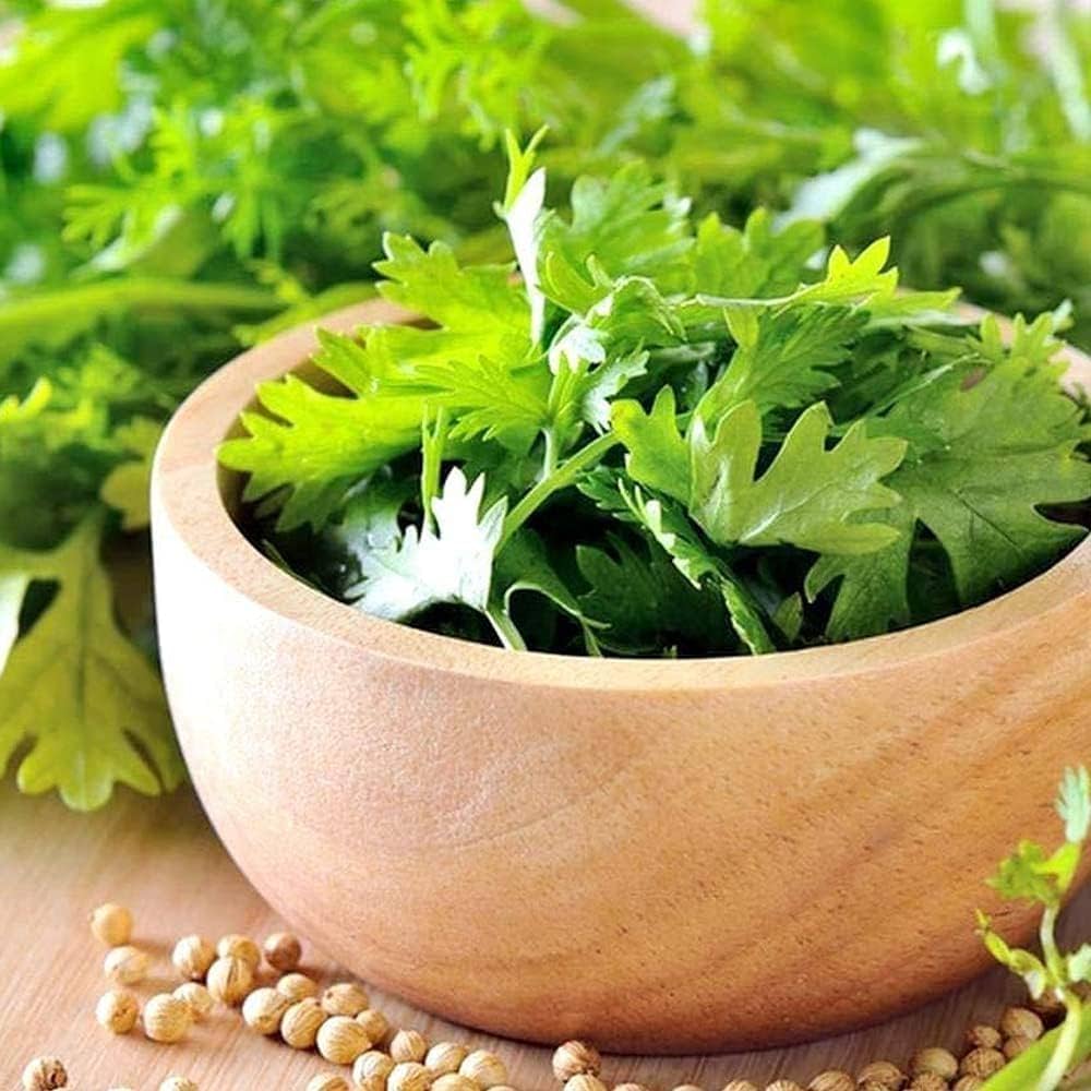 Coriander plants growing in a home garden