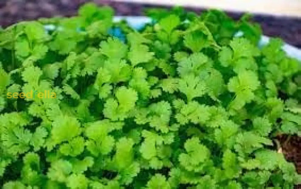 Coriander Seeds For Easy Planting - Fresh Homegrown Herbs Herb