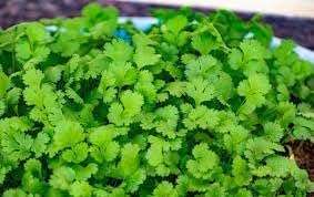 Coriander seeds for planting in home herb gardens