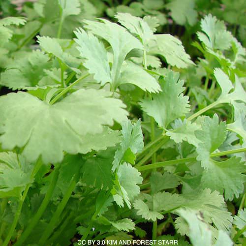 Coriandrum sativum Calypso cilantro growing in containers