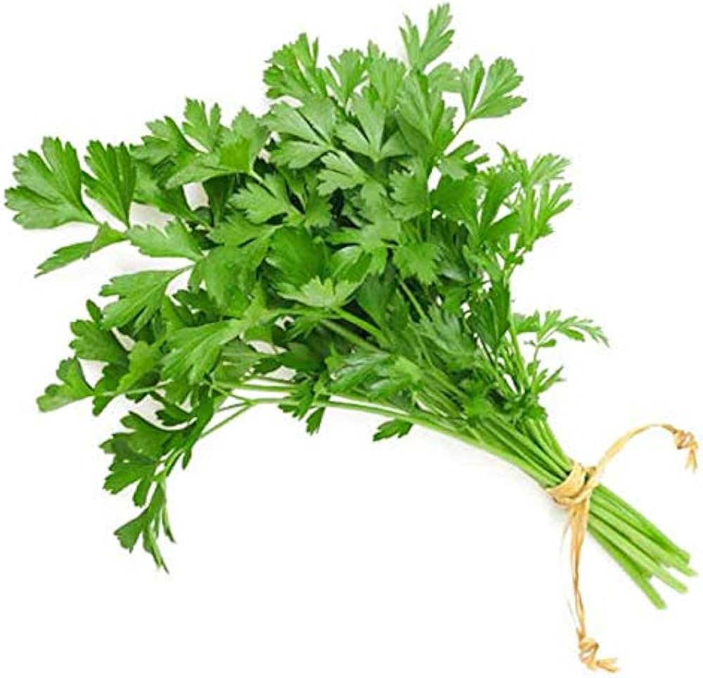 Coriandrum sativum leafy green plant grown from seeds