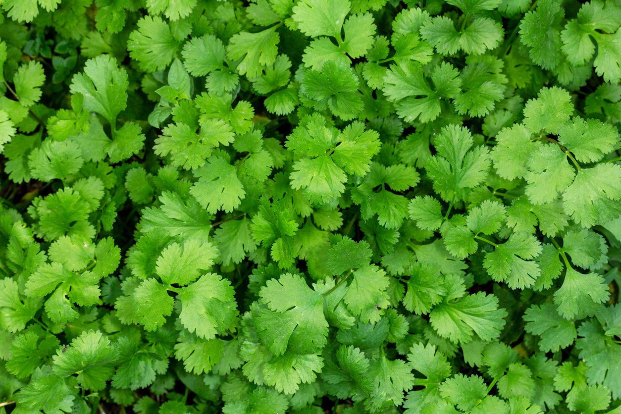 Coriandrum sativum Santo cilantro growing in containers
