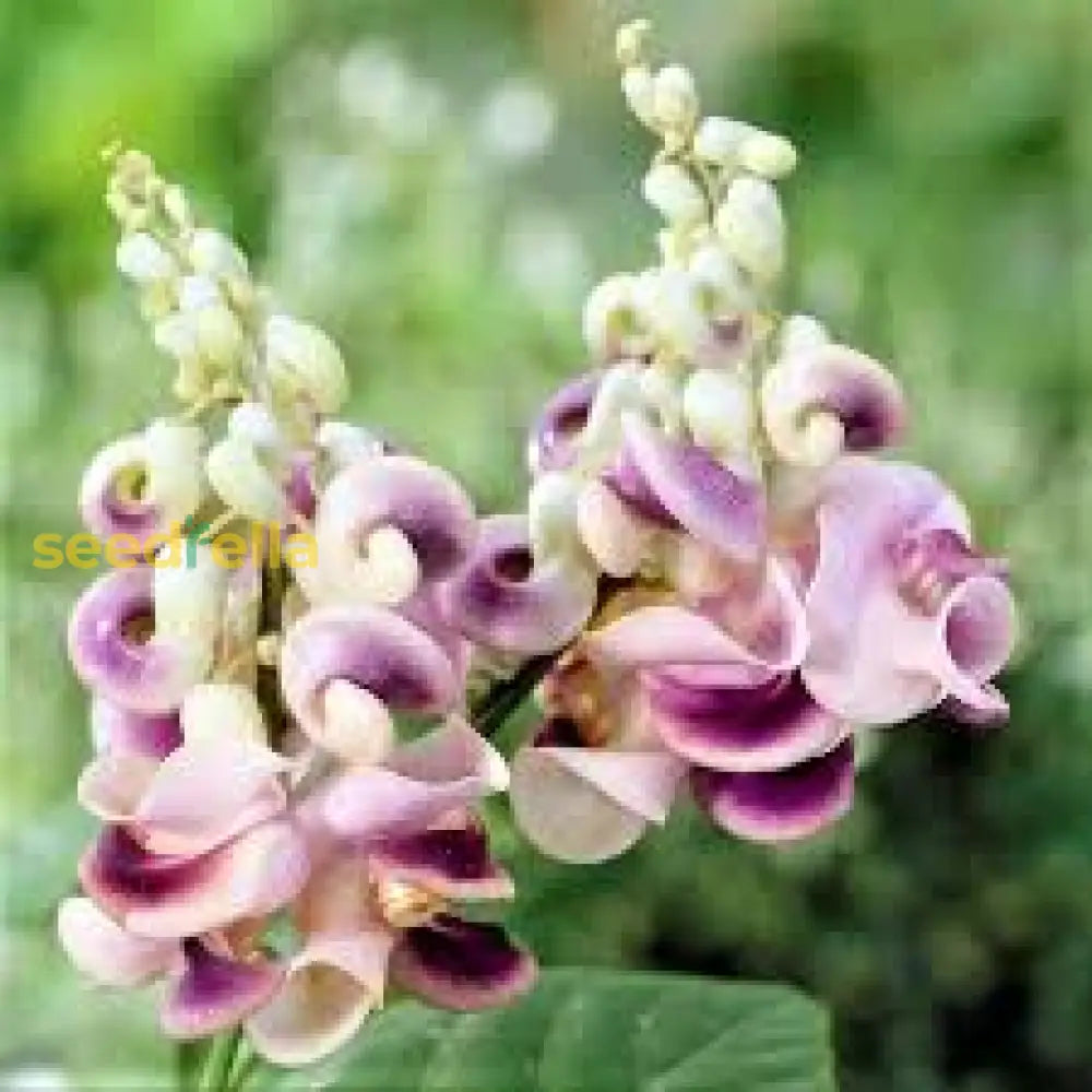 Corkscrew Vine Planting Seeds For Stunning Climbing Blooms Flower