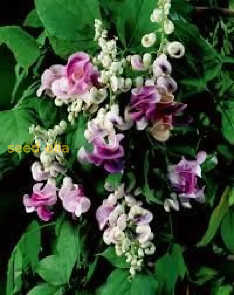 Corkscrew Vine Planting Seeds For Stunning Climbing Blooms Flower