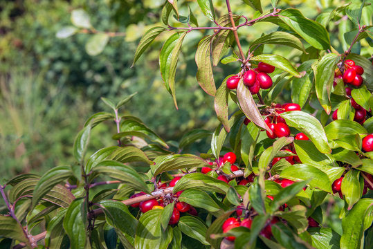 Cornelian cherry dogwood seeds showing yellow flower clusters in spring