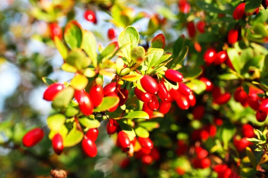 Cornelian cherry dogwood seeds growing into fruiting ornamental shrub
