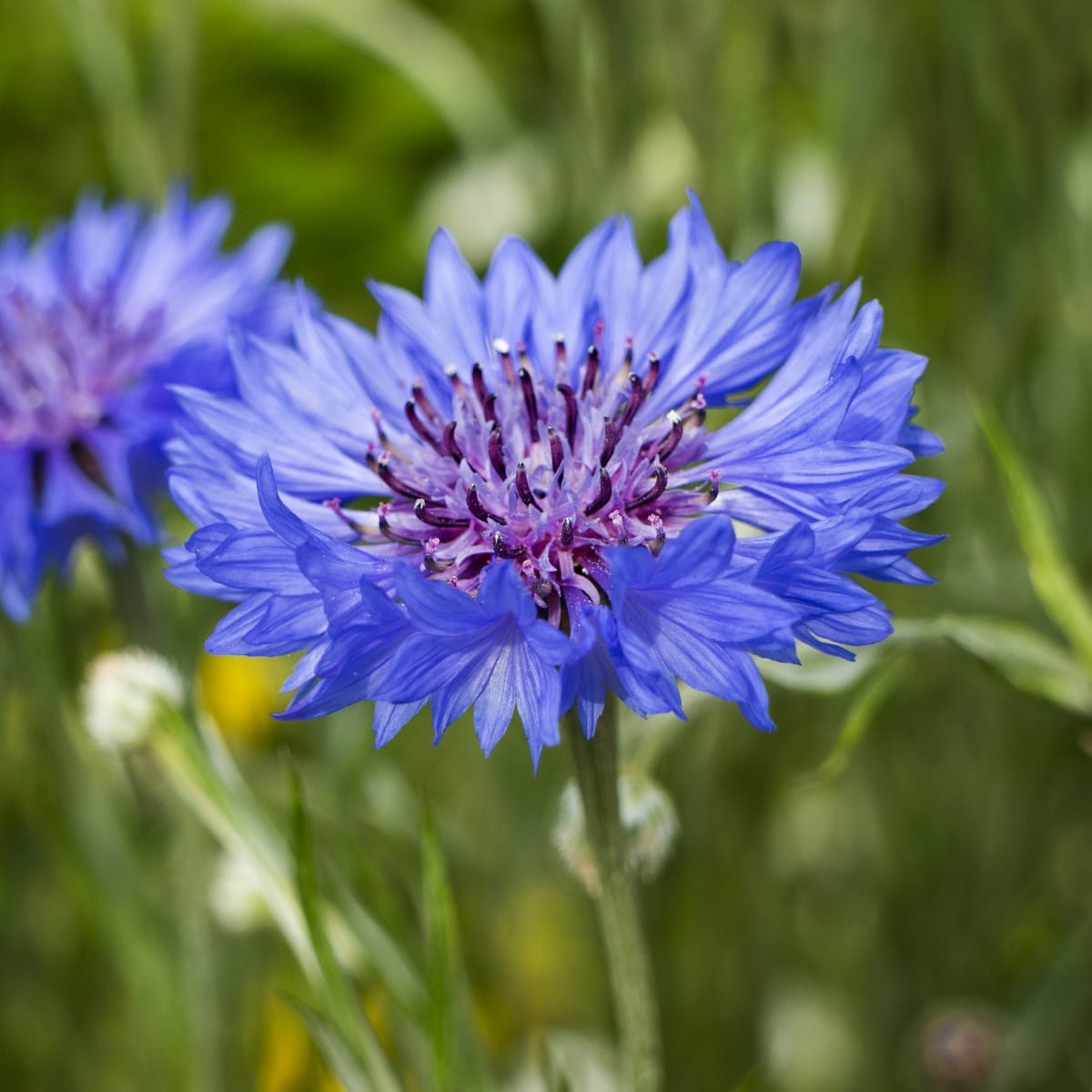 Purple Centaurea Cyanus Flower seeds for Planting - Easy to Grow, Heirloom & GMO Free Seeds for Home Garden
 
 Sale for planting in home garden