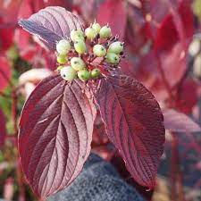 White spring flowers of Cornus alba Fire and Ice variety