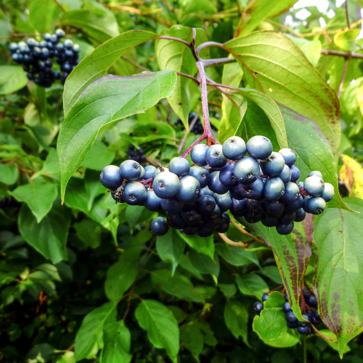 Cornus amomum silky dogwood seeds growing native shrub