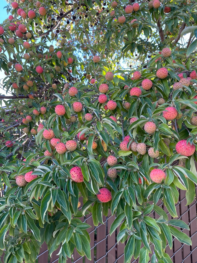 Evergreen foliage of Cornus capitata tree
